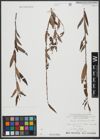 Foto von Salix triandra L. x Salix viminalis L.